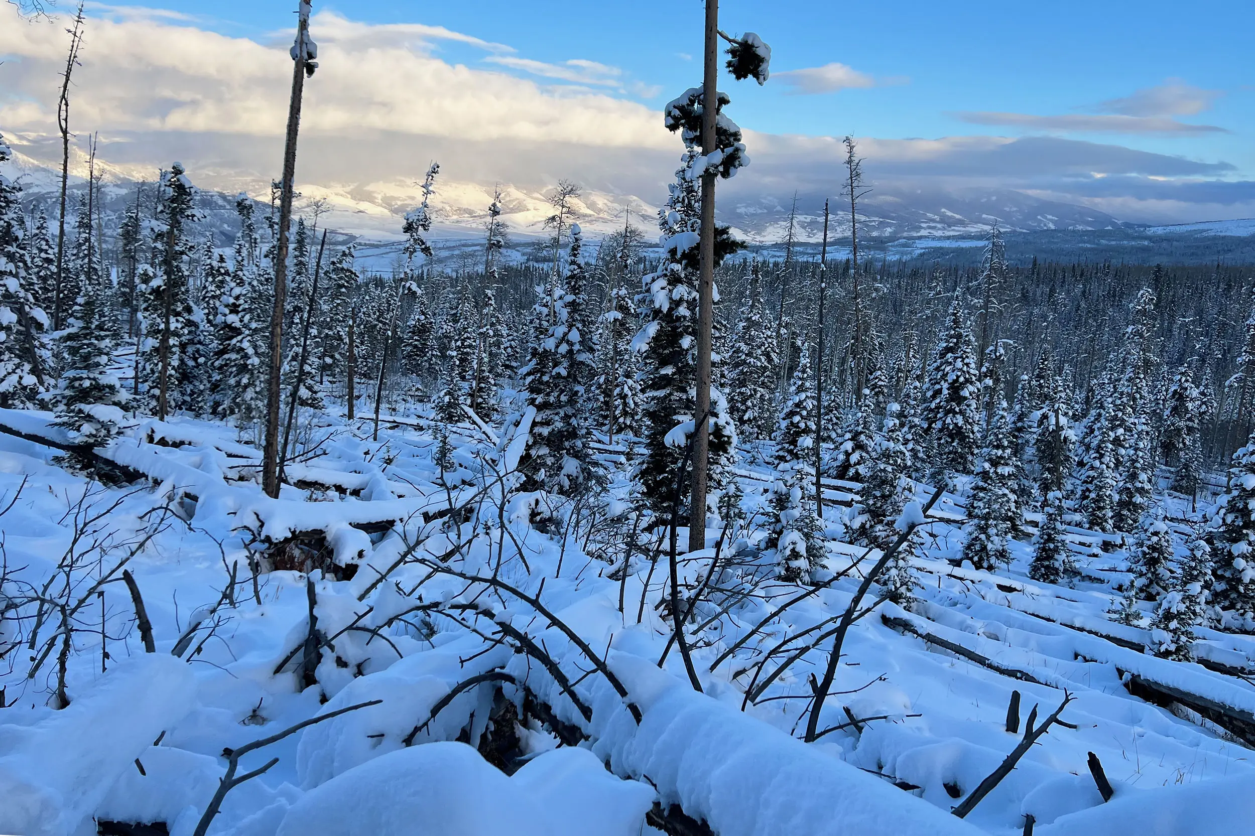 Snow-covered deadfall pine trees in a dense forest representing extreme testing conditions.