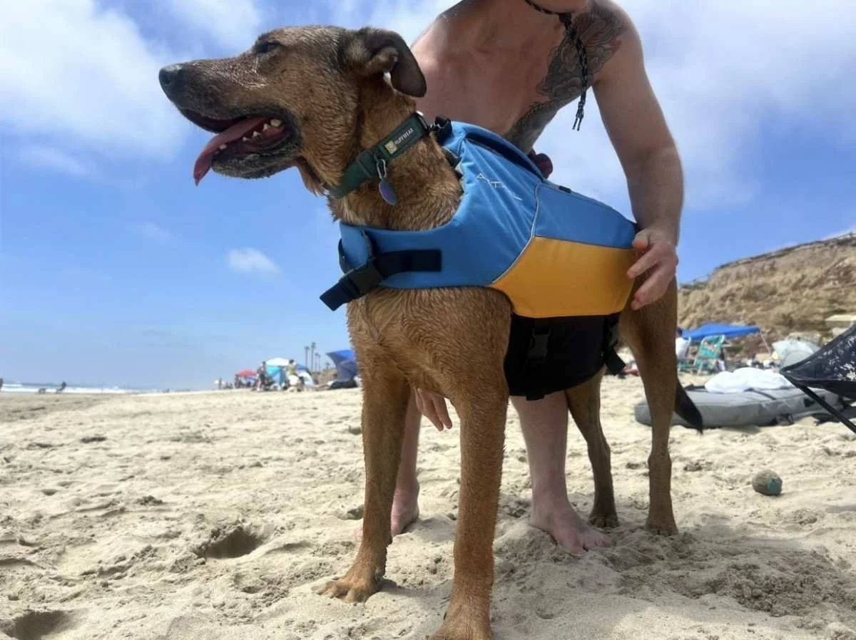 Hands adjusting the chest straps of an Astral Bird dog life jacket to ensure a proper fit.