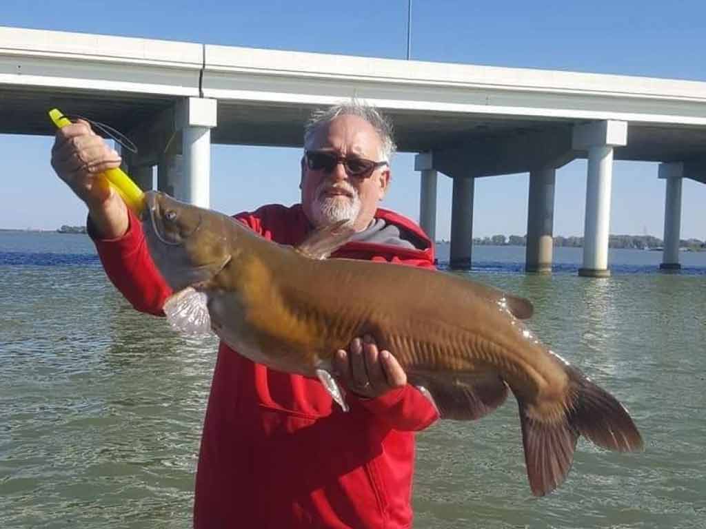A senior fisherman holding a large channel catfish to illustrate species variation.