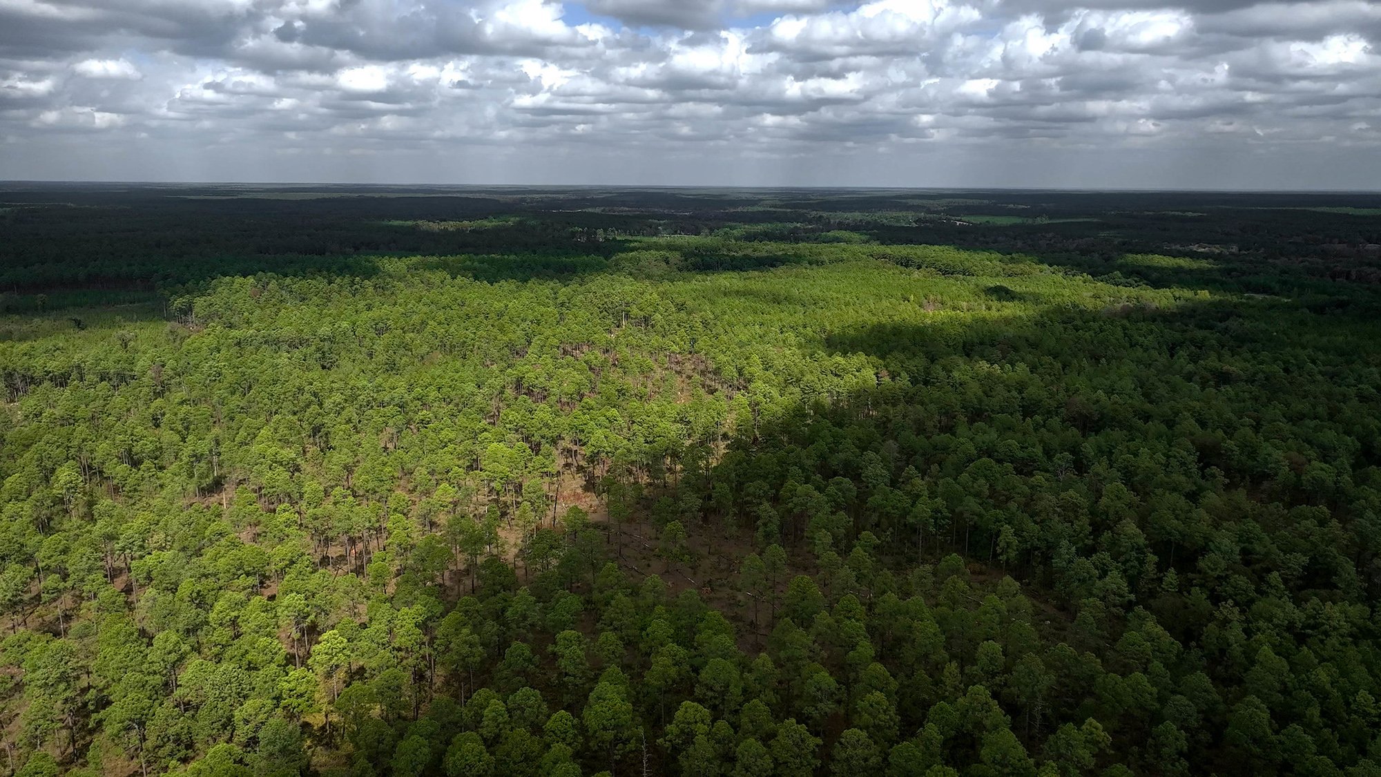Kisatchie National Forest: 140K Acre Transfer Bill