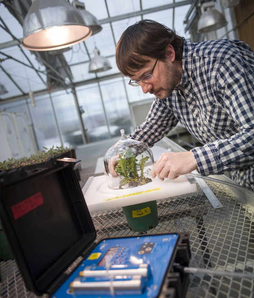 Researcher Justin Runyon using laboratory equipment in a greenhouse at the Rocky Mountain Research Station.