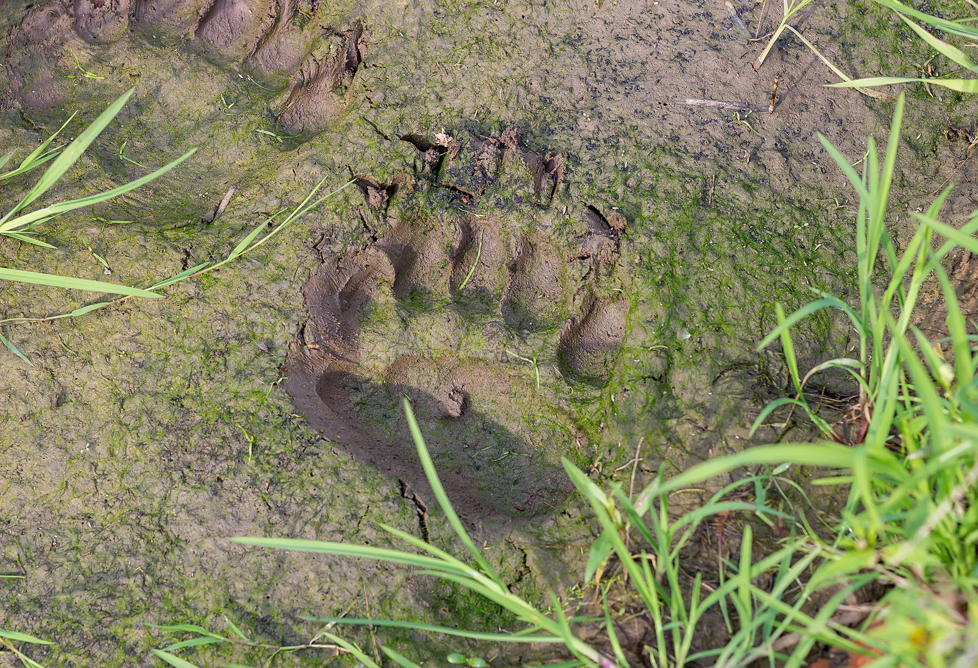 Clear grizzly bear tracks imprinted in soft mud on a hiking trail.