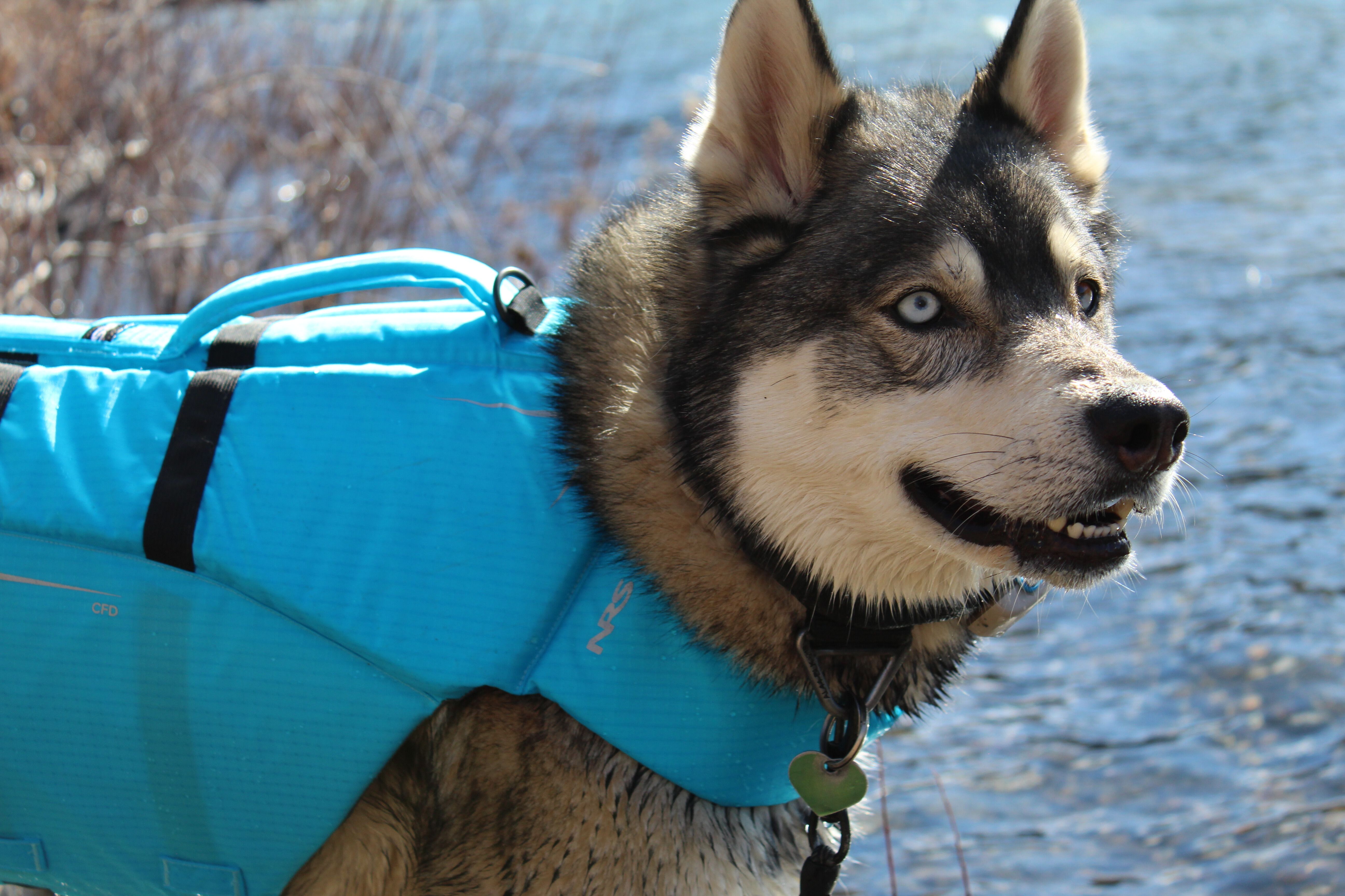 A person using the top handle of an NRS dog life jacket to lift a dog from the water.