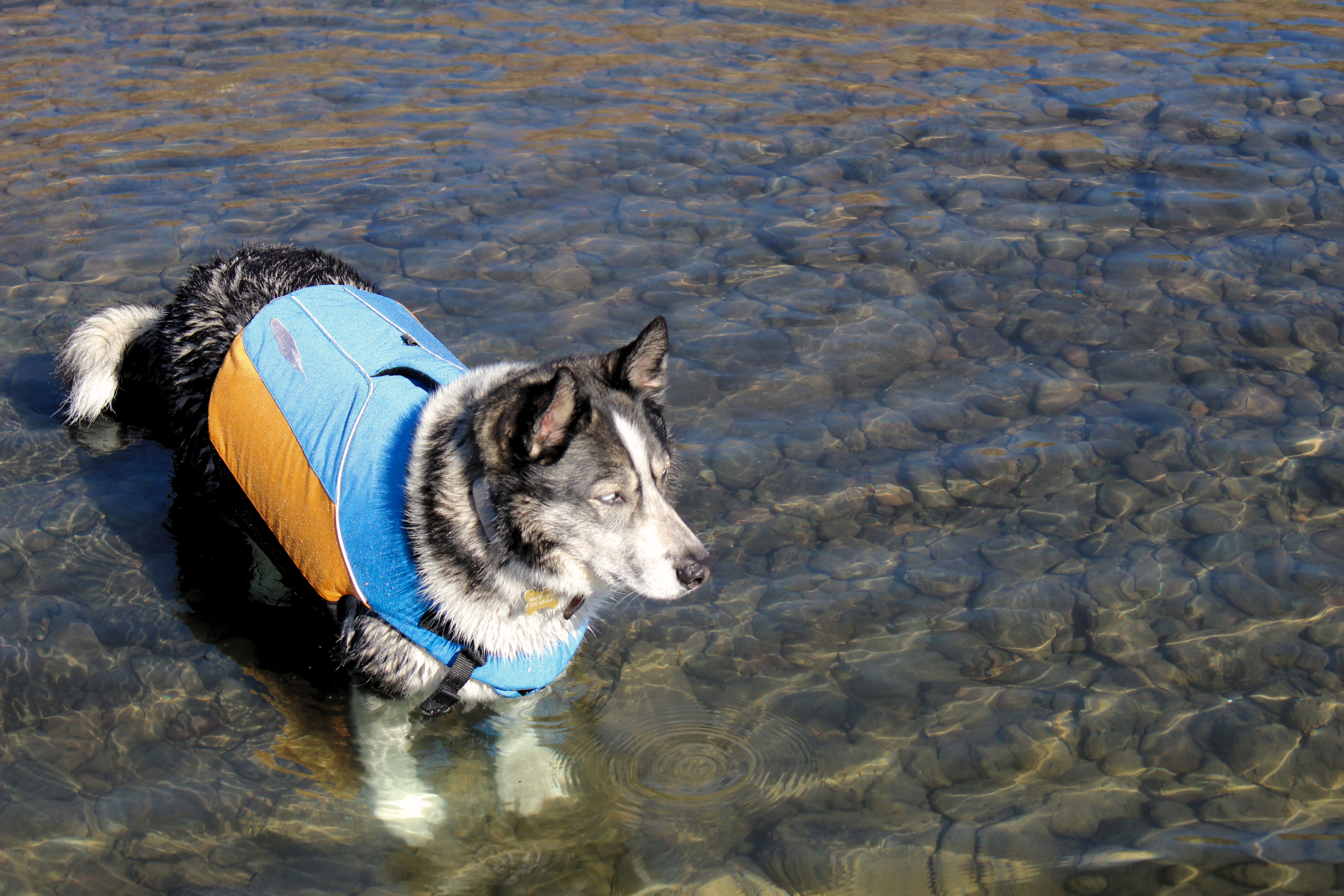 A dog named Tundra wearing an Astral BirdDog Life Jacket standing on a rocky shoreline.