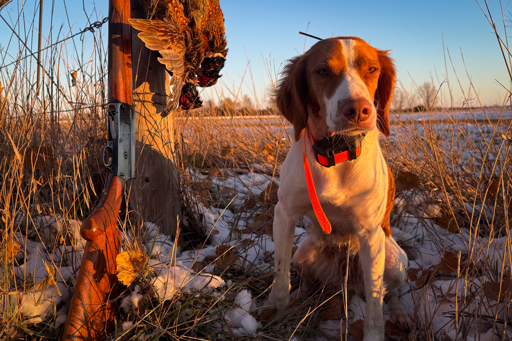 A hunting dog standing next to a crate with pheasants and a shotgun nearby.