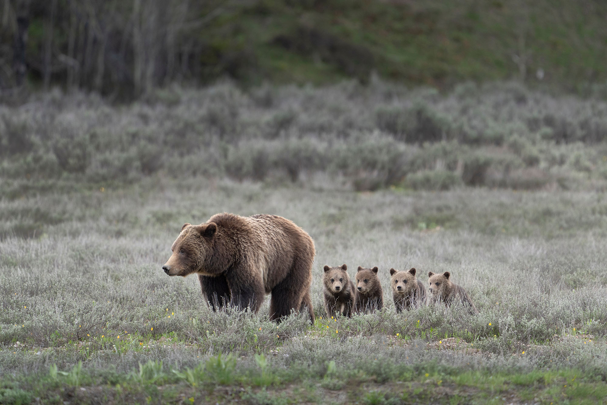 A grizzly bear sow standing in a meadow with her two cubs.