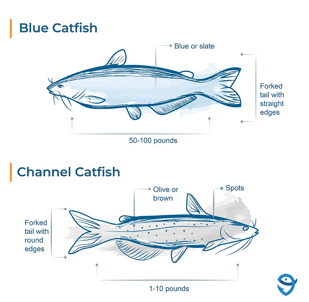 Diagram showing the difference in anal fin ray counts and shapes between Blue and Channel catfish.