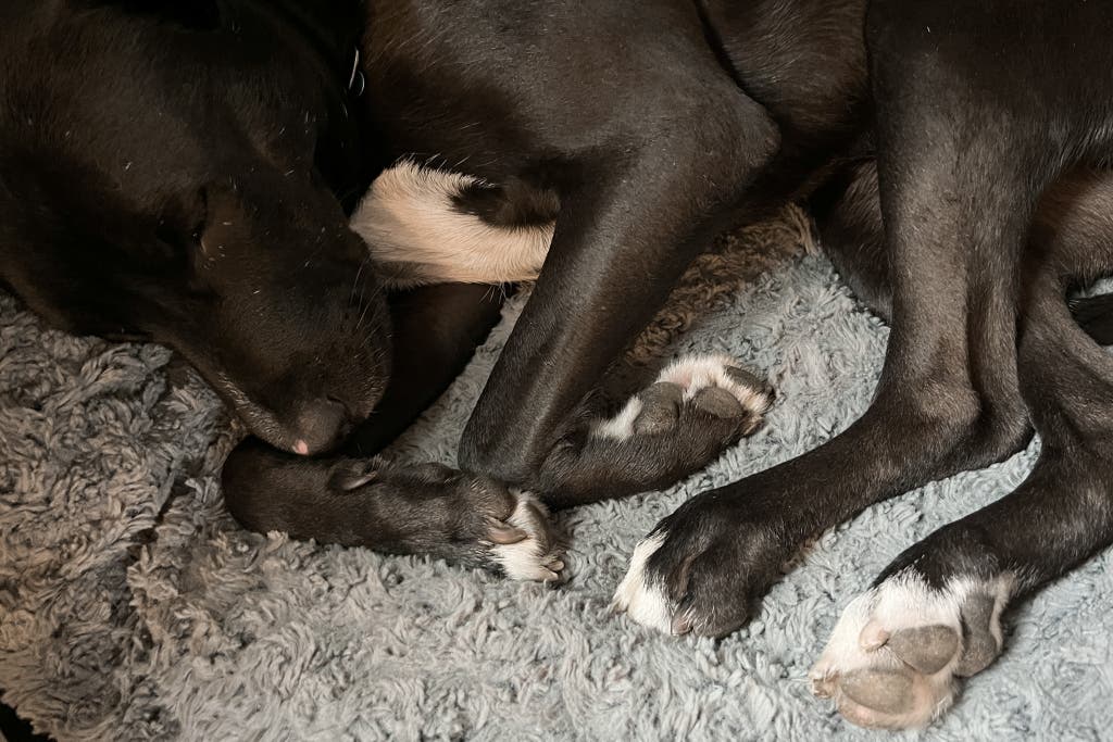 A black dog resting with its underside paws visible and exposed.