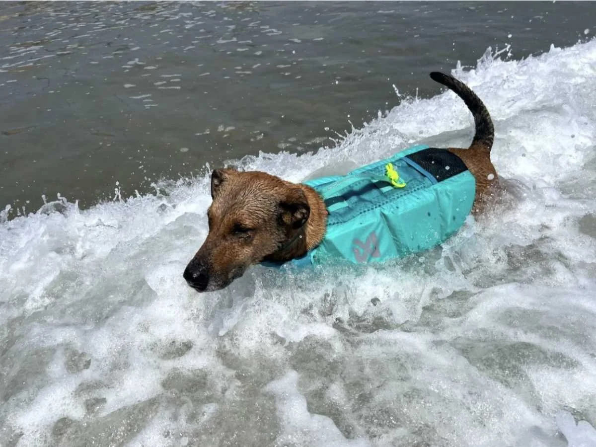The Non-stop Dogwear Protector life jacket showing its thick buoyancy foam inserts.