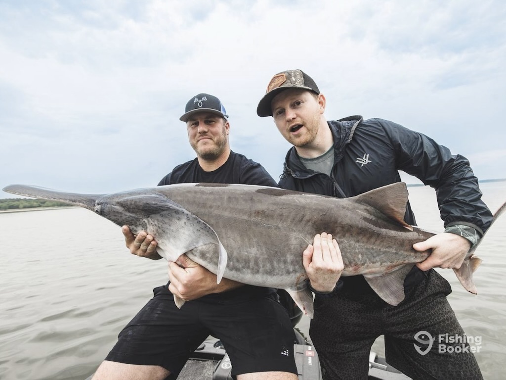 Montana Paddlefish Guide: How to Catch Living Dinosaurs in 2026