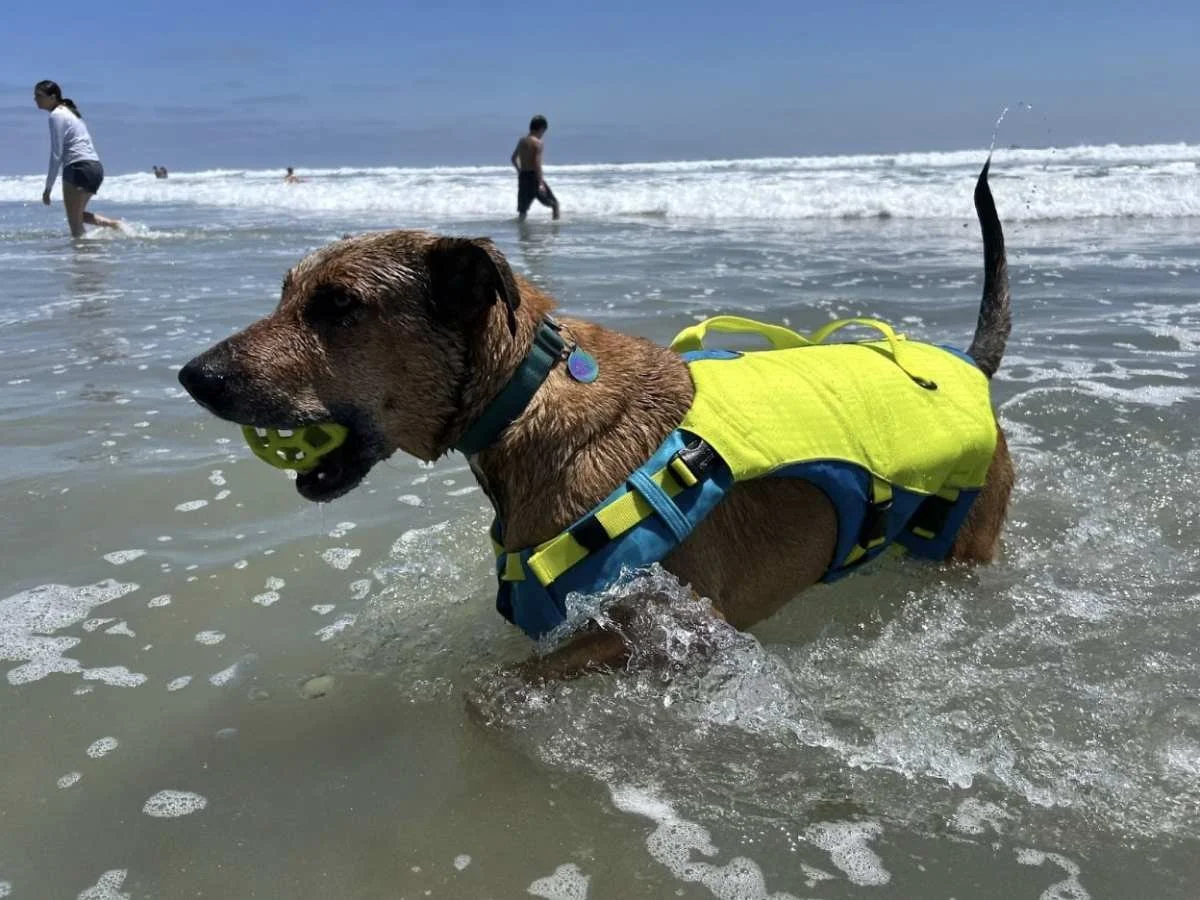 A dog named Miles wearing a Kurgo Surf N’ Turf life jacket while playing in the water.