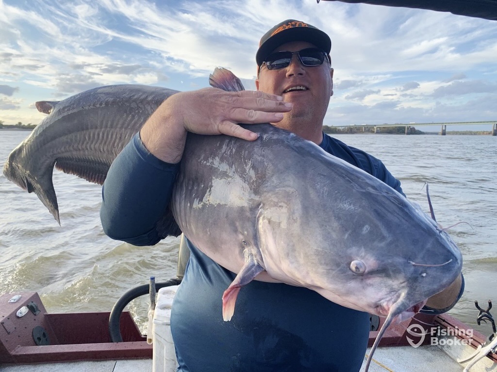 73.6lb Blue Catfish Florida State Record Shattered