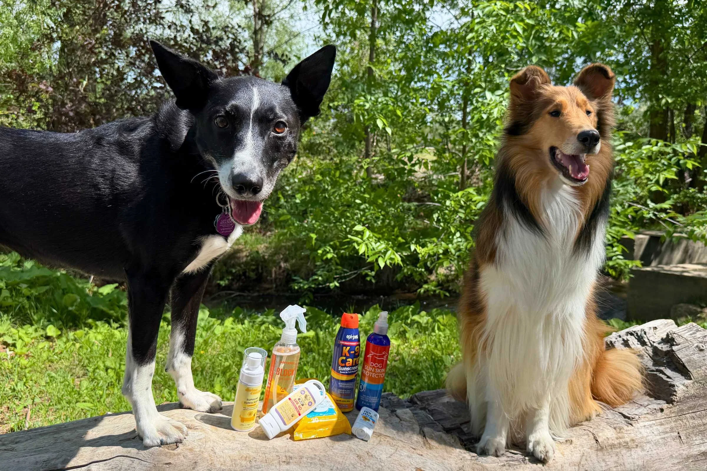 6 Best Dog Sunscreens of 2026: Vet-Approved Tips
