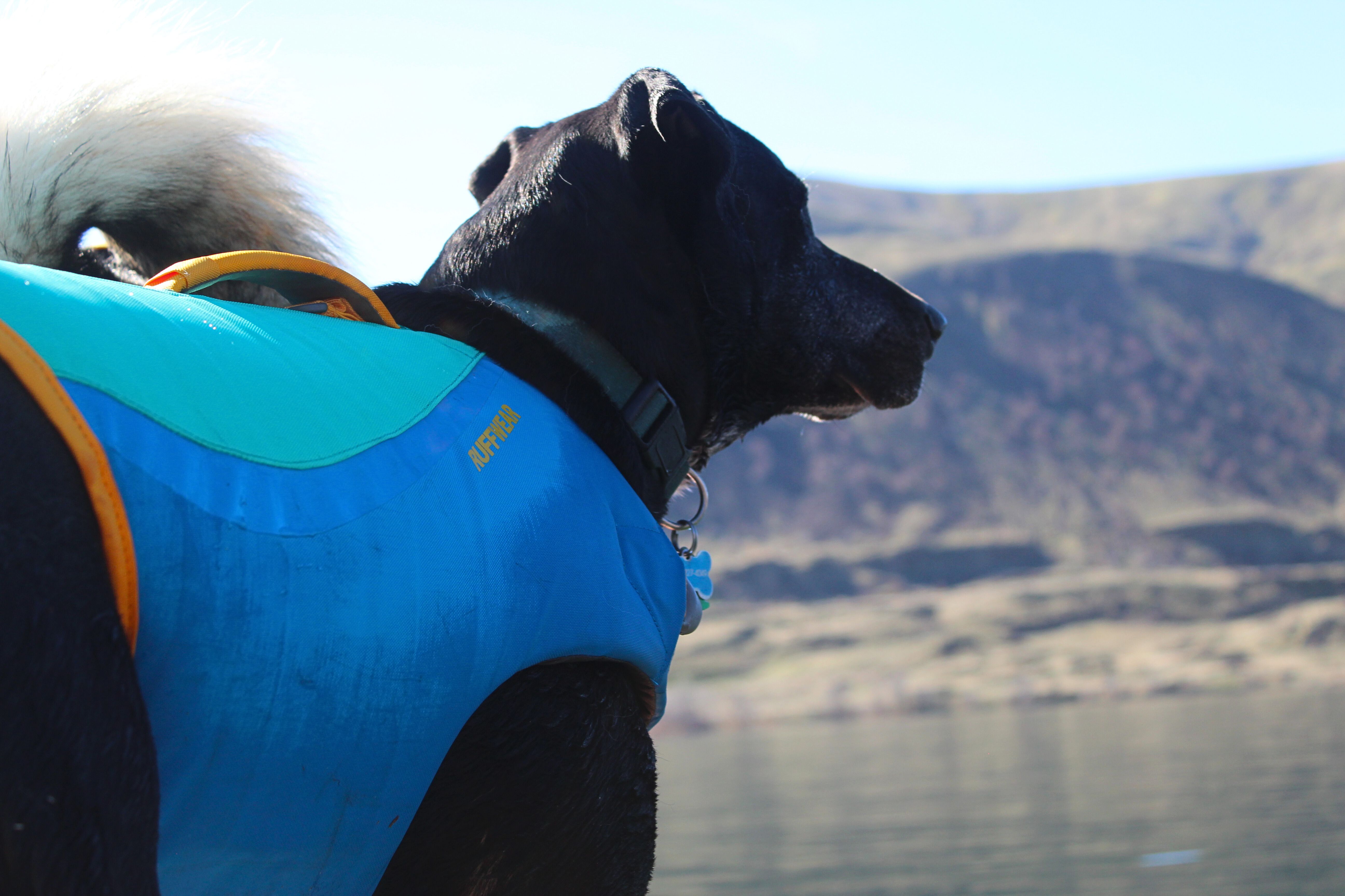 A dog wearing a blue Ruffwear Float Coat dog life jacket with a secure neck closure.