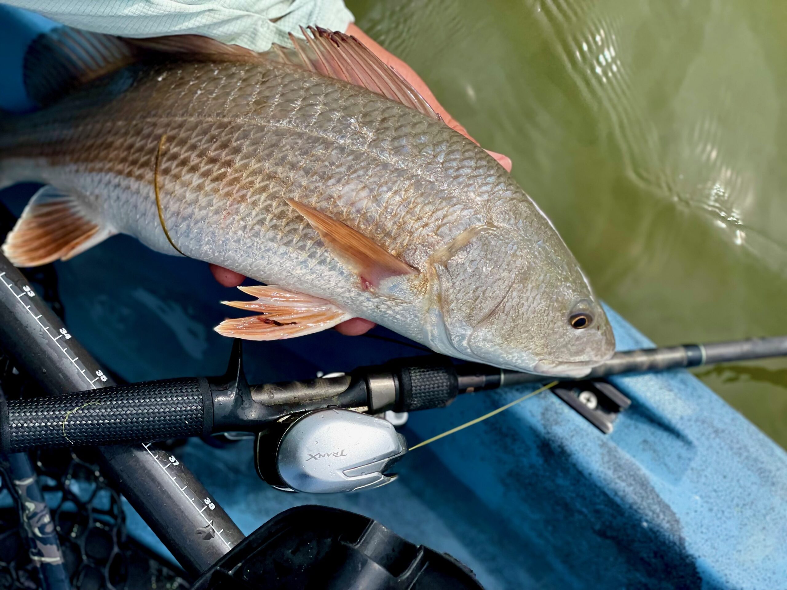A redfish caught and held by an angler using saltwater-specific fishing gear.
