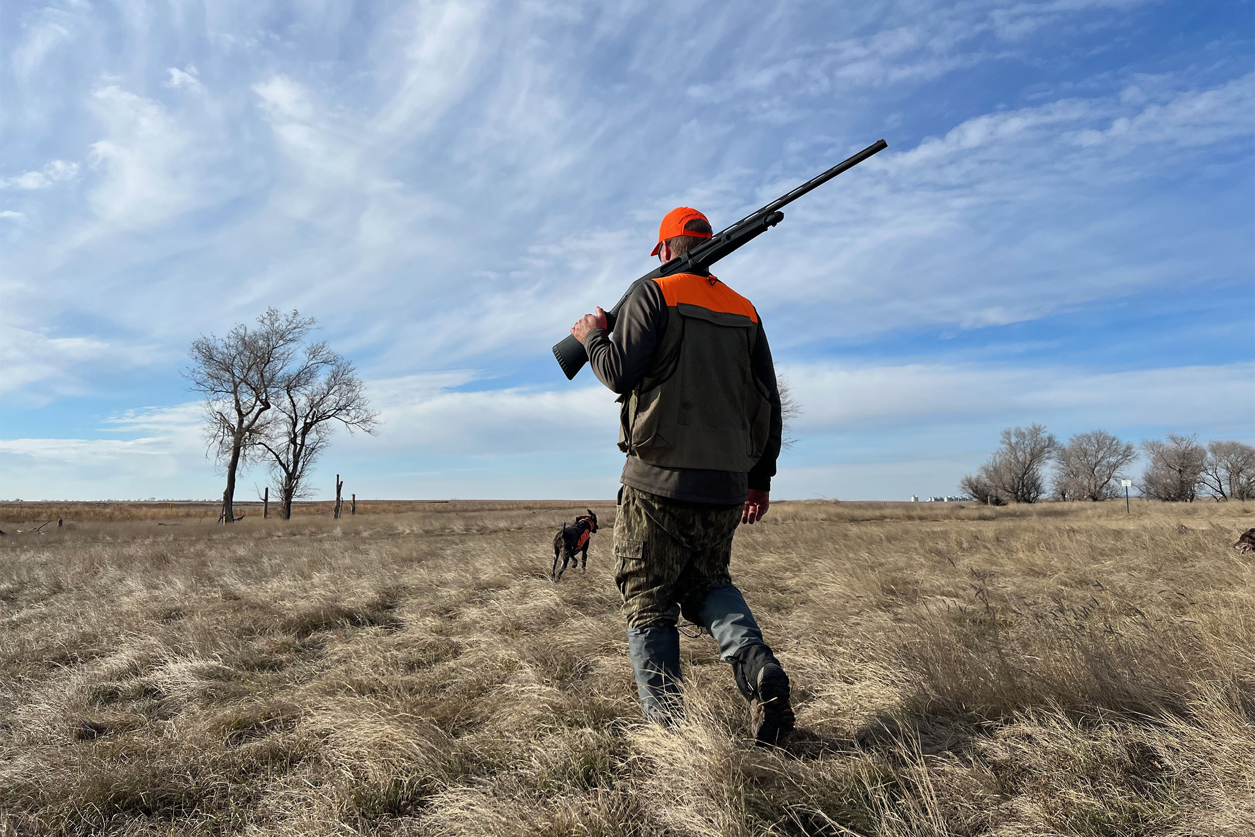A hunter in hunting gear walking through tall grass during a pheasant hunt.