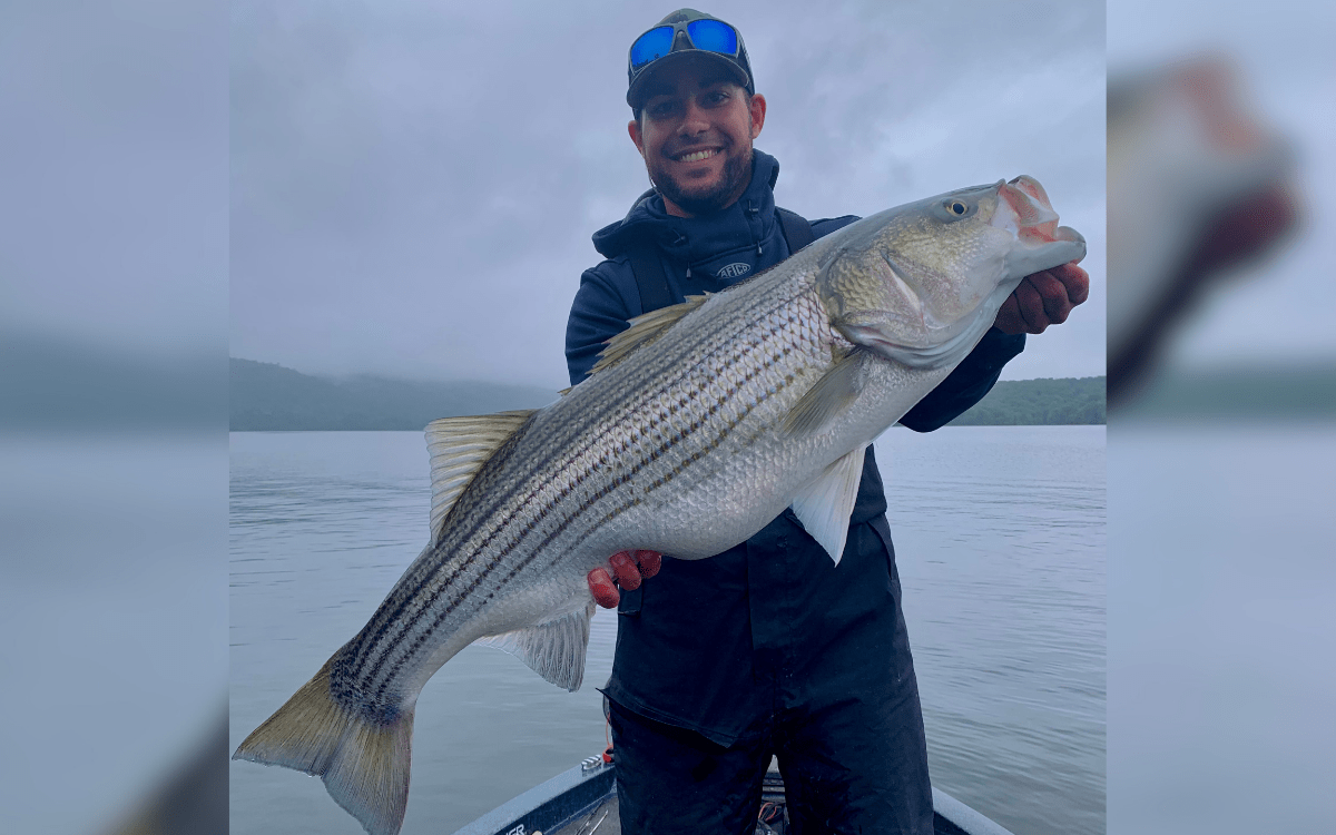 A large striped bass caught using a Daiwa Ballistic MQ LT spinning reel.