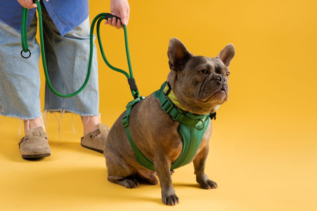 A dog with a lead featuring a built-in traffic handle for close-range control.